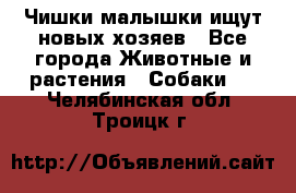   Чишки-малышки ищут новых хозяев - Все города Животные и растения » Собаки   . Челябинская обл.,Троицк г.